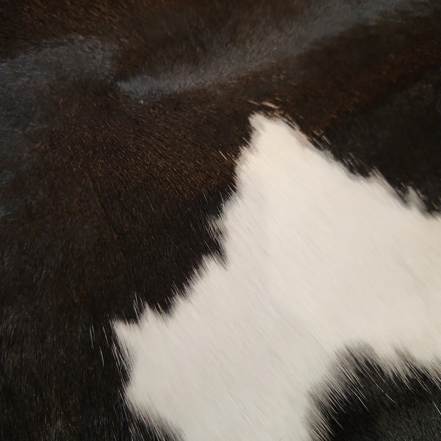 Cowhide rug 7'4" x 6' (R#14)