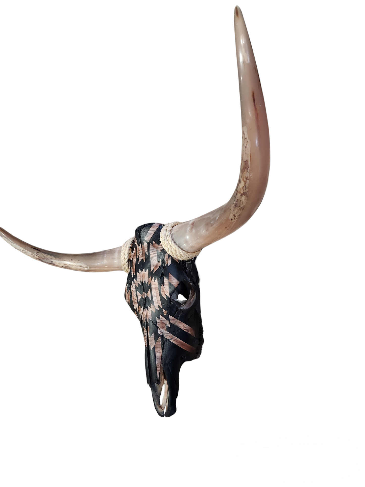 Black Southwestern Texas Longhorn (3'1")