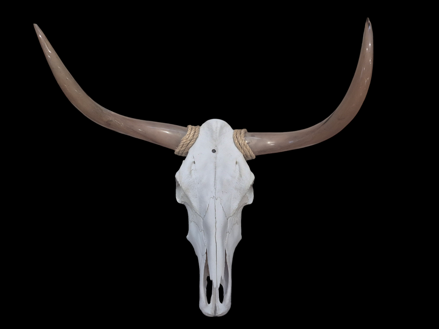 Crâne de boeuf Texas longhorn (1'8'') A#28