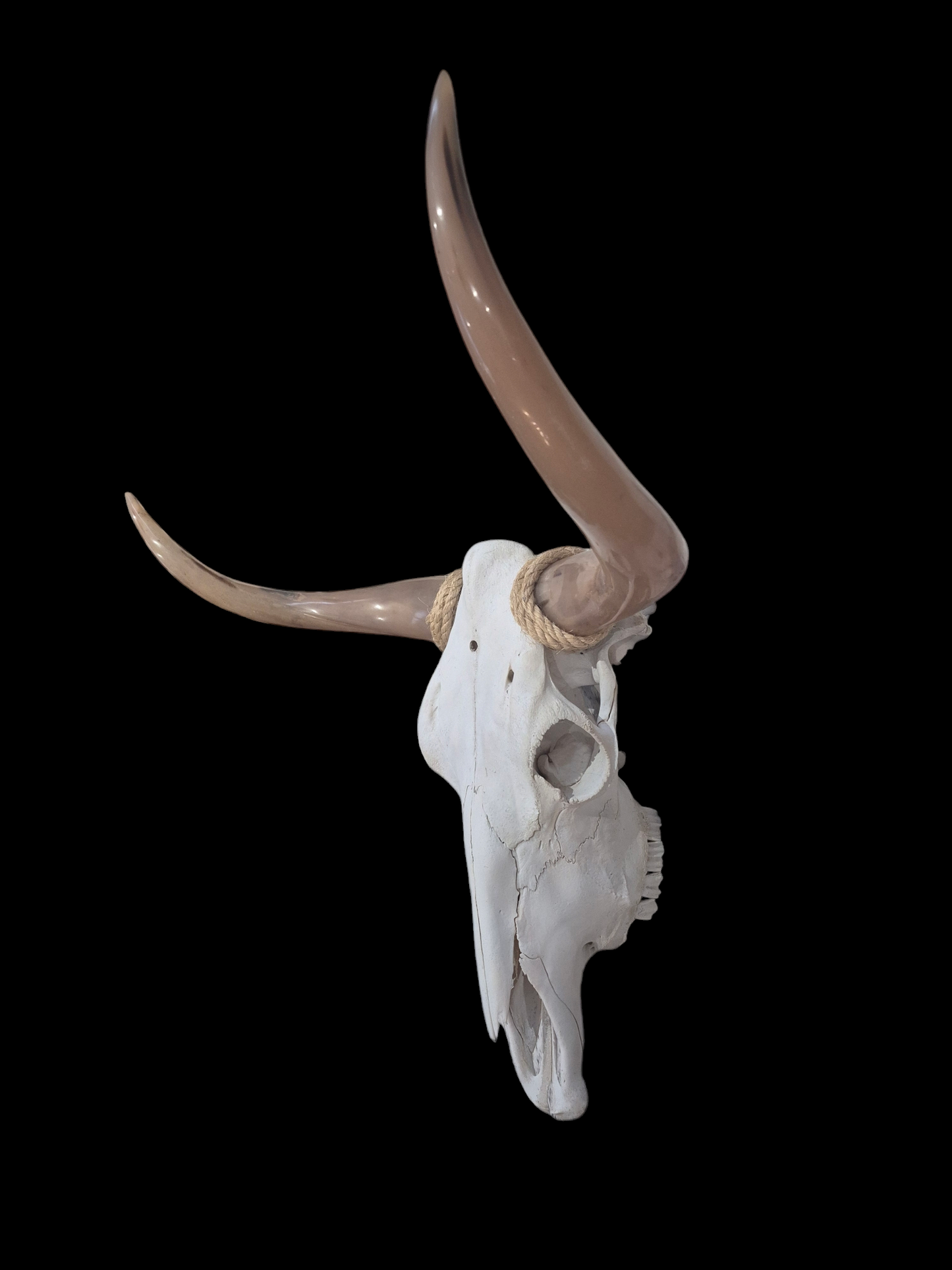 Crâne de boeuf Texas longhorn (1'8'') A#28