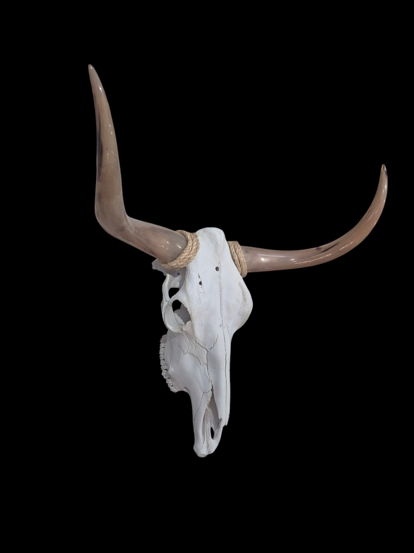 Crâne de boeuf Texas longhorn (1'8'') A#28