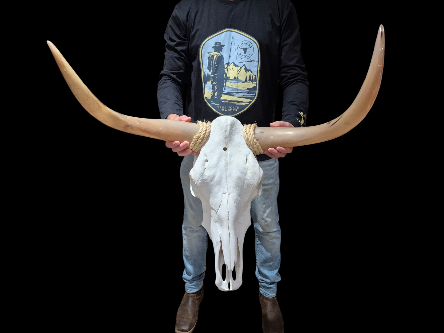 Crâne de boeuf Texas longhorn (1'8'') A#28