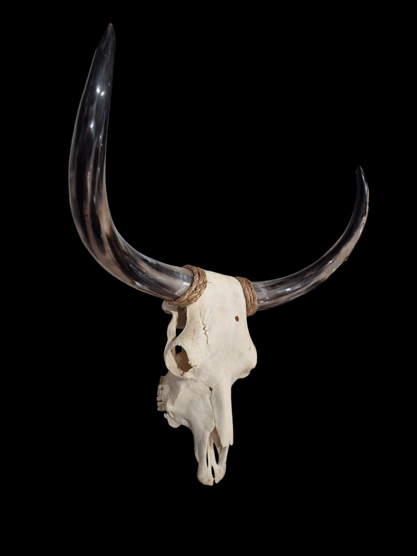 Crâne de vache Texas Longhorn (2'5") A#21