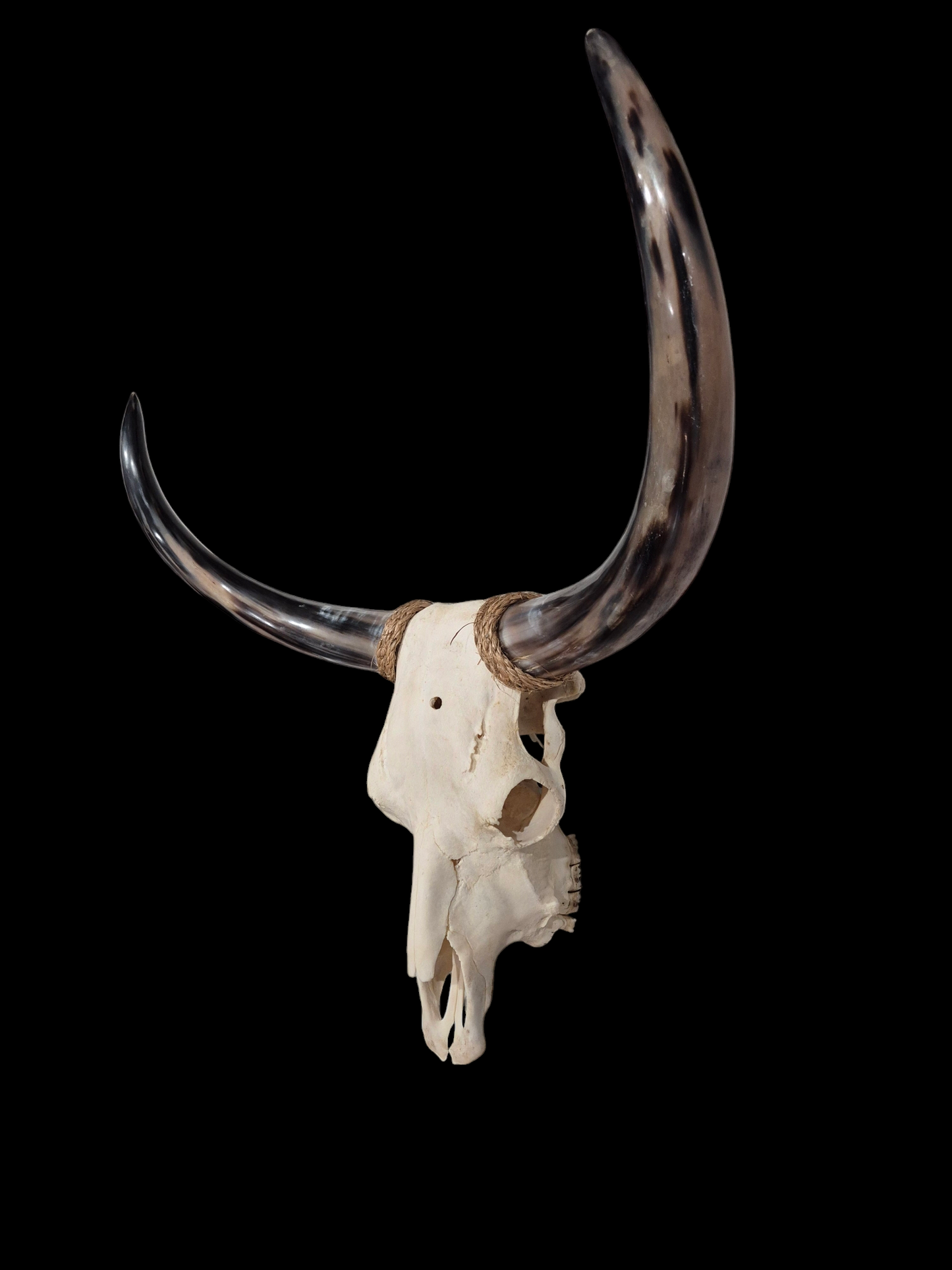 Crâne de vache Texas Longhorn (2'5") A#21