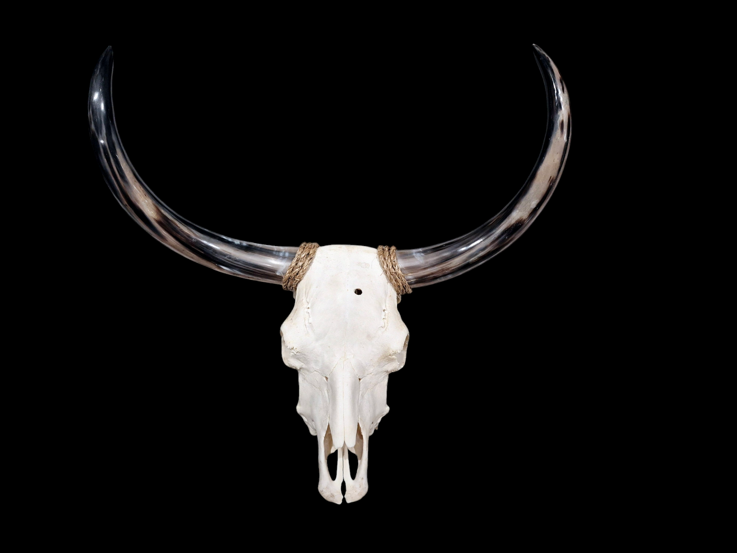 Crâne de vache Texas Longhorn (2'5") A#21