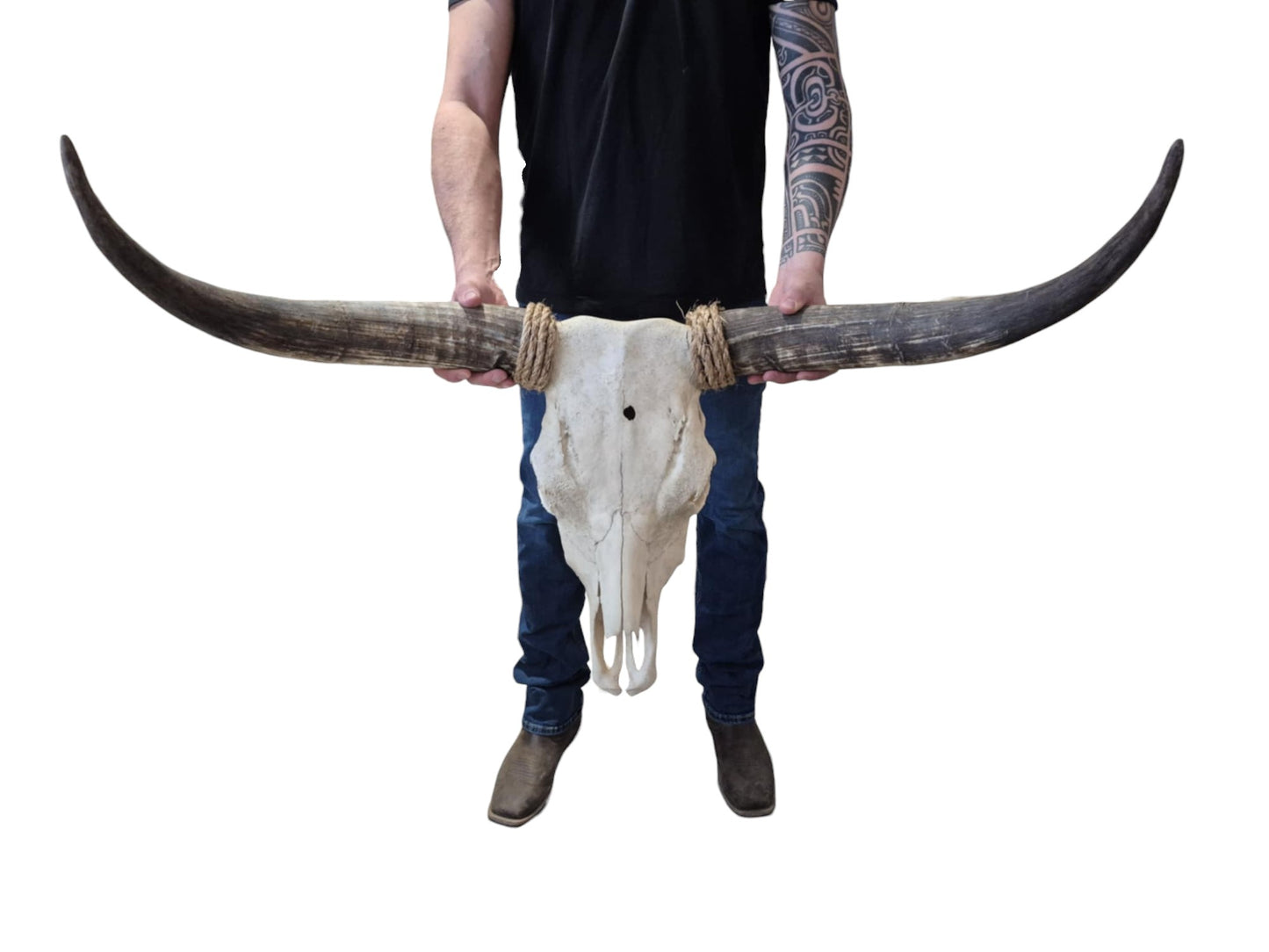 Cow Skull Texas Longhorn (2'11") A#97