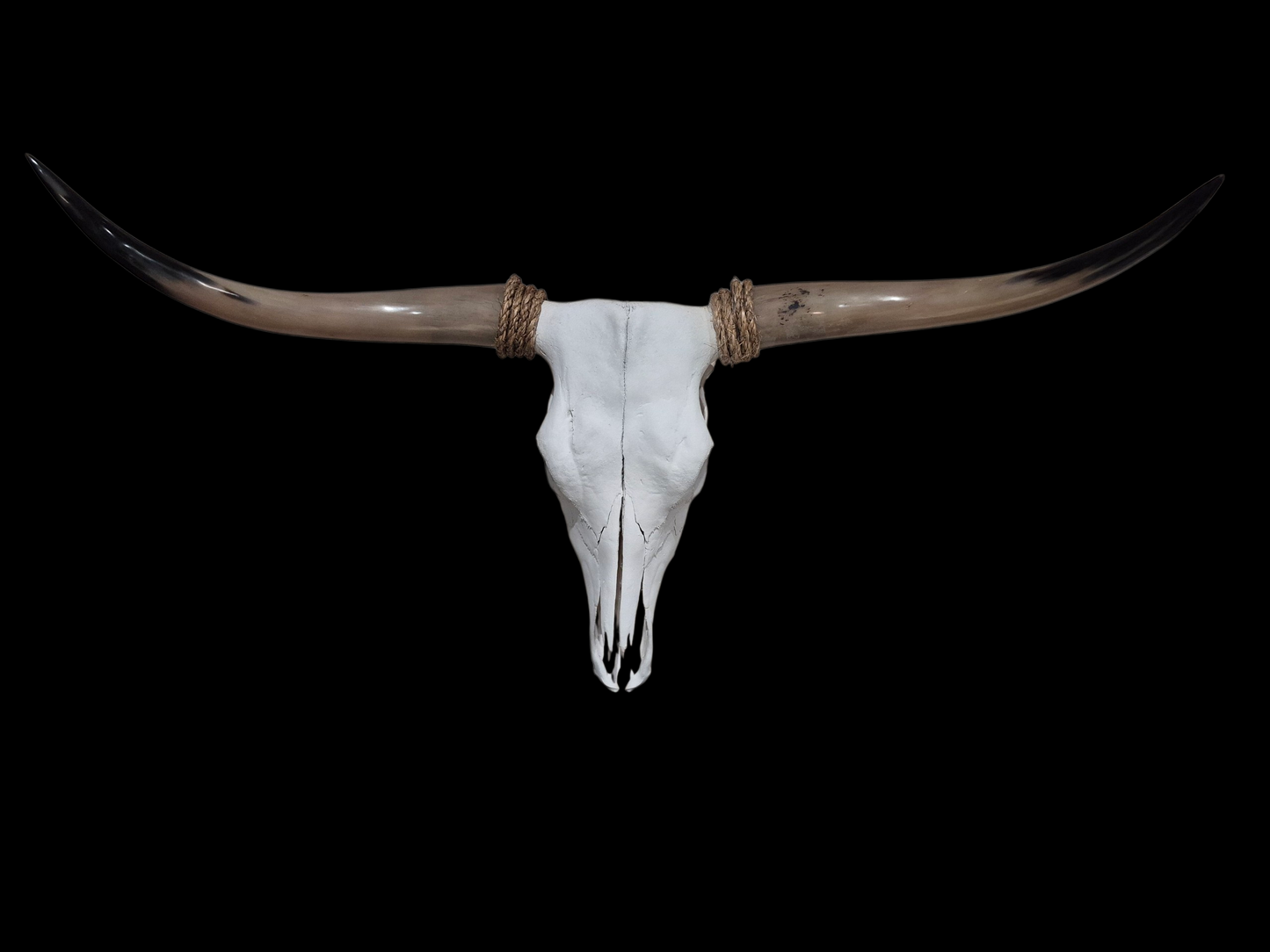 Cow Skull Texas Longhorn (3'5") A#96