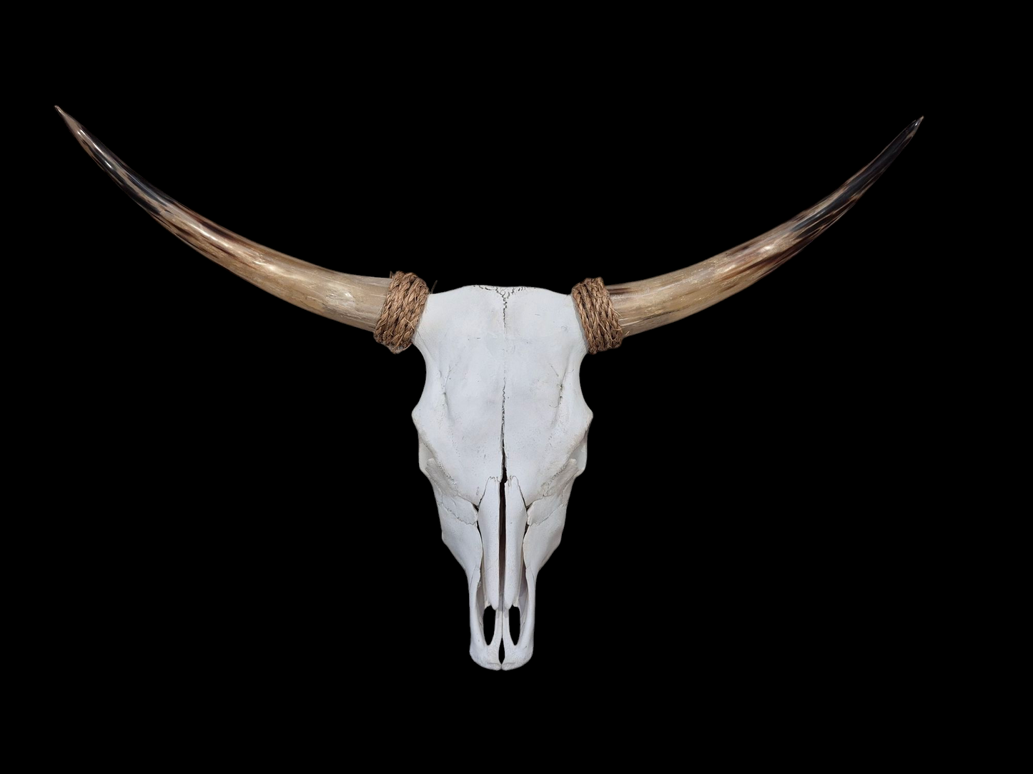 Cow Skull Texas Longhorn (3'2") A#92