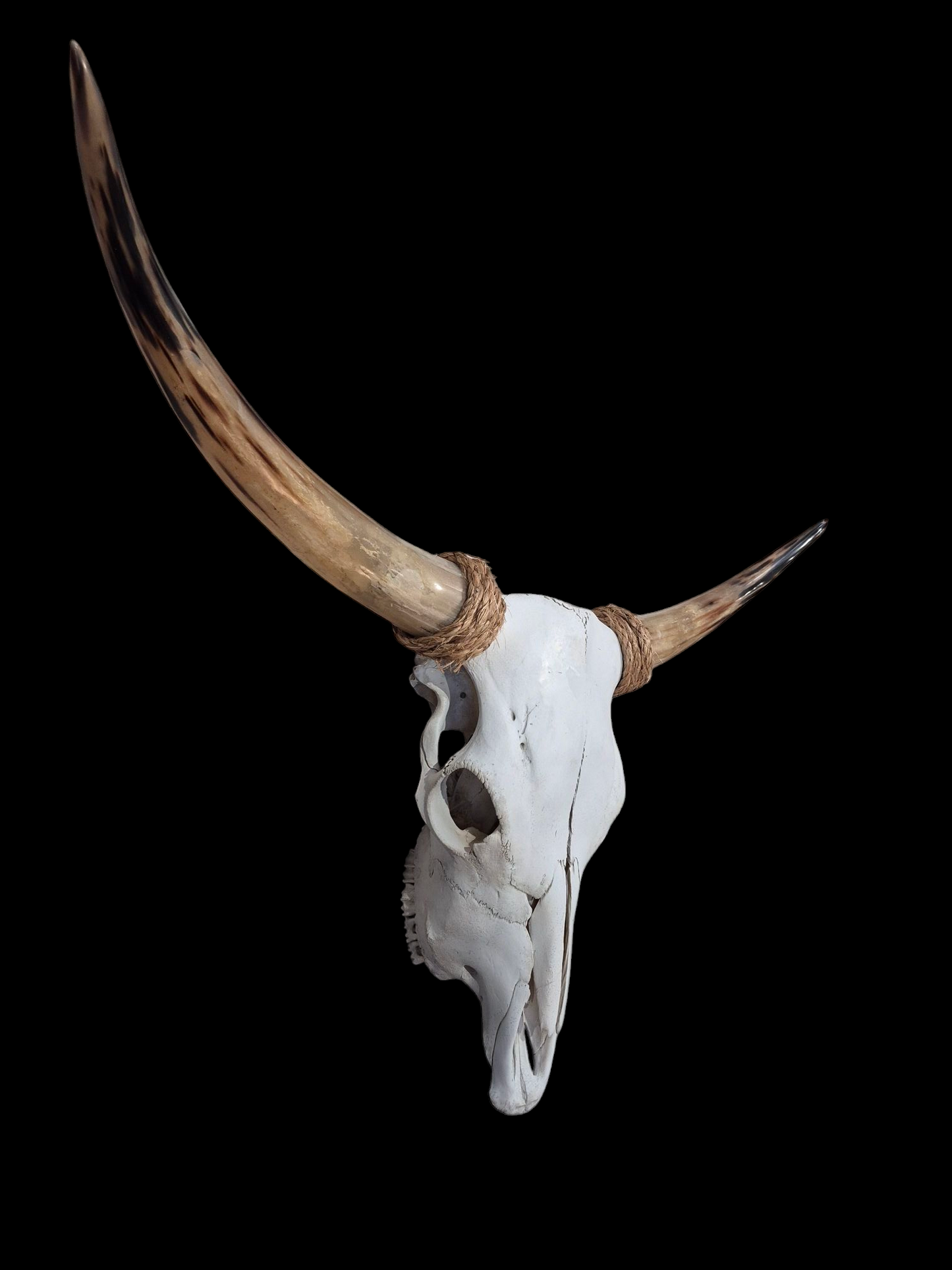 Cow Skull Texas Longhorn (3'2") A#92