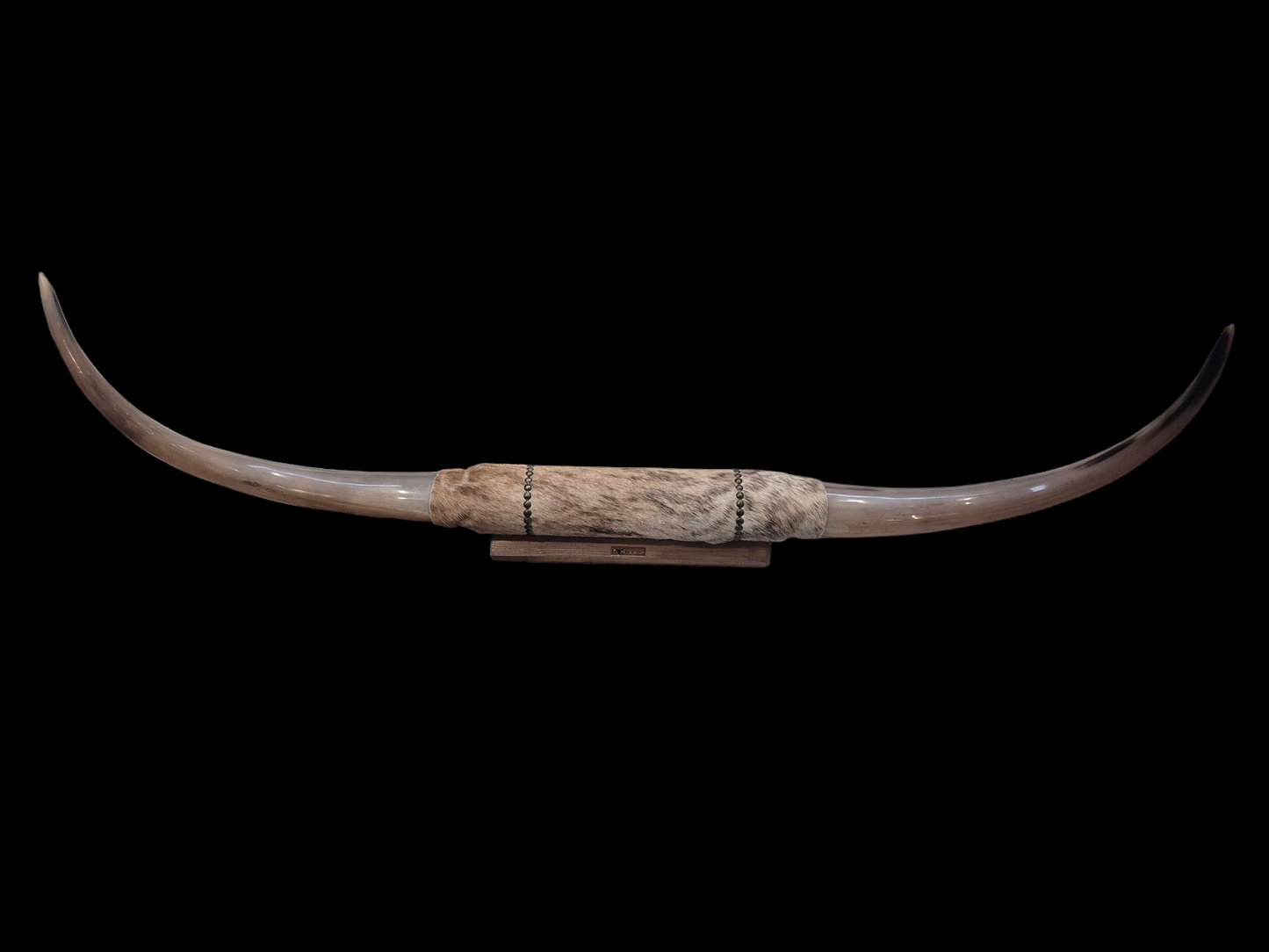 Mounted Horns - Texas Longhorn (4'4") C#51