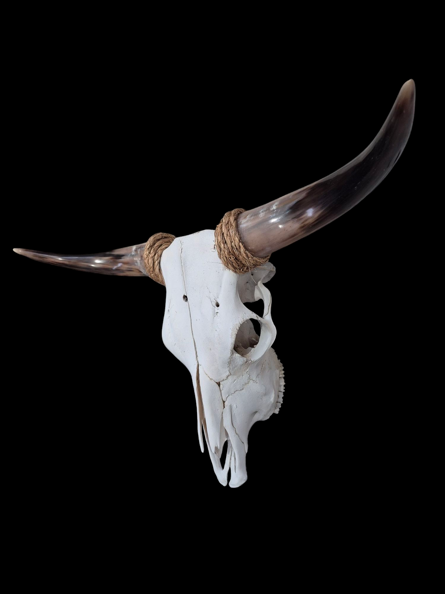 Cow Skull Texas Longhorn (2'7") A#95