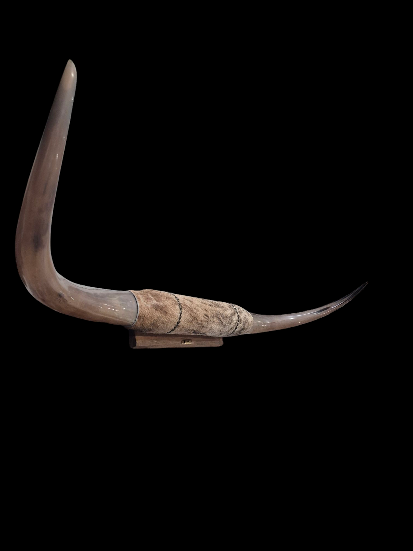 Mounted Horns - Texas Longhorn (4'4") C#51