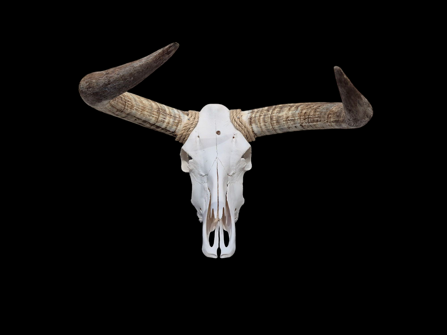 Cow Skull Texas Longhorn (2'3") A#96