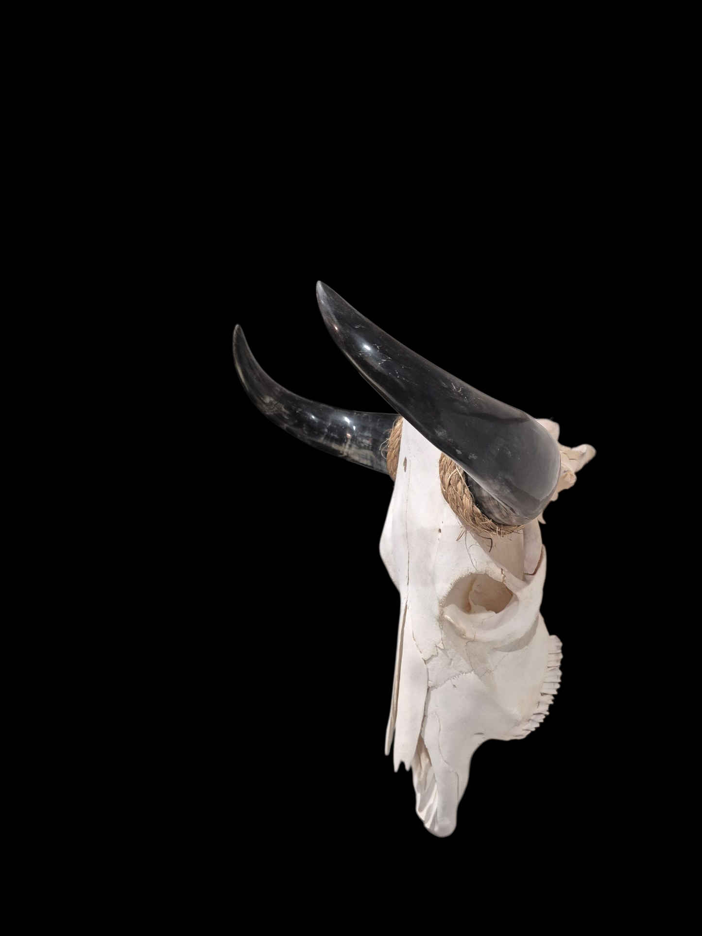Cow Skull Texas Longhorn (1'7") A#77