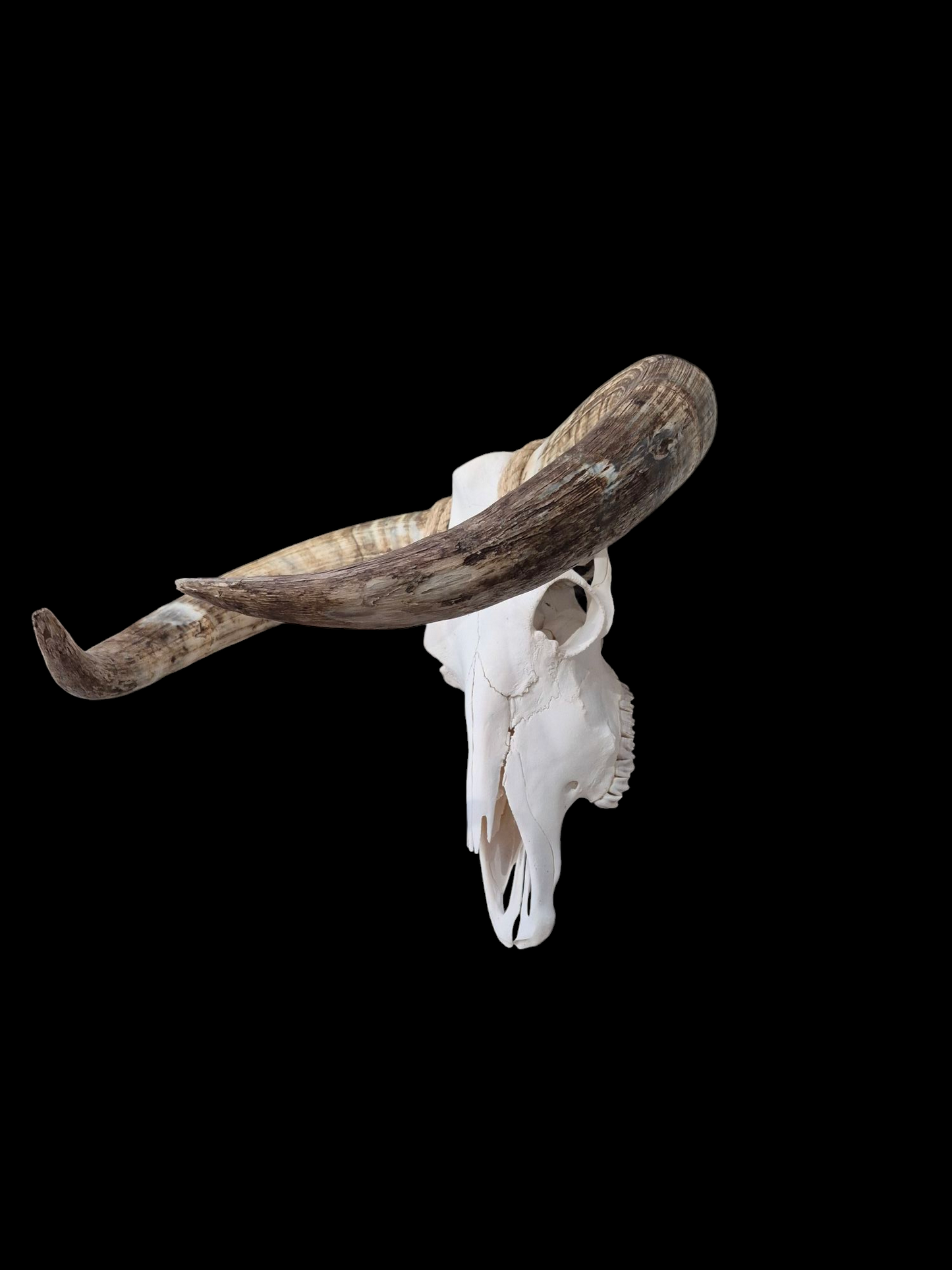 Cow Skull Texas Longhorn (2'3") A#96