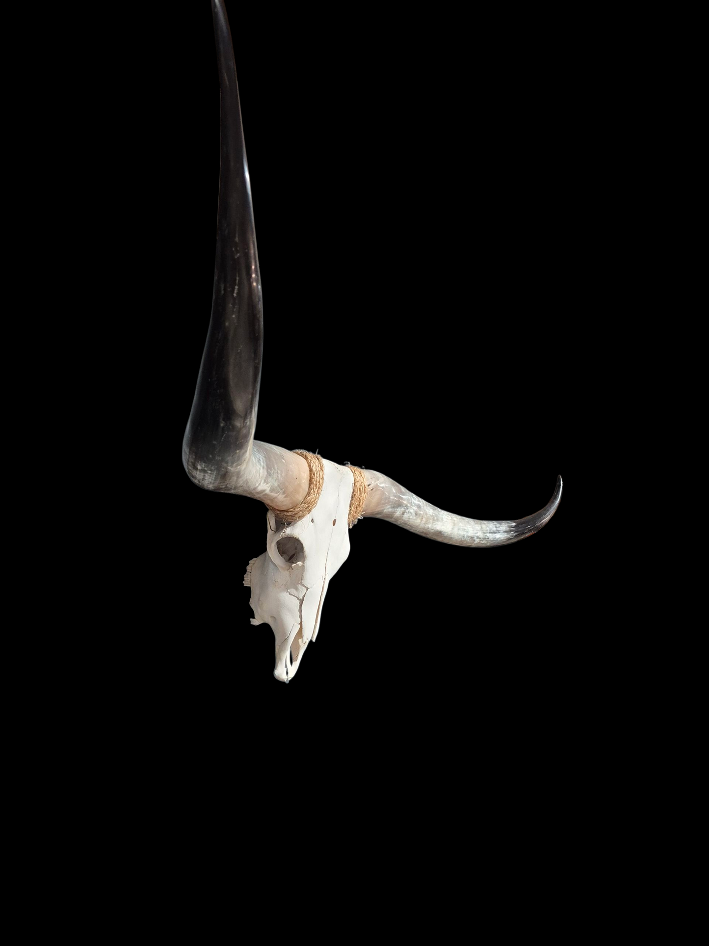 Cow Skull Texas Longhorn (6') A#01