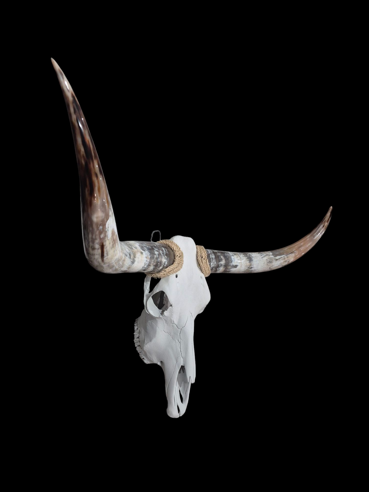 Cow Skull Texas Longhorn (4') A#85