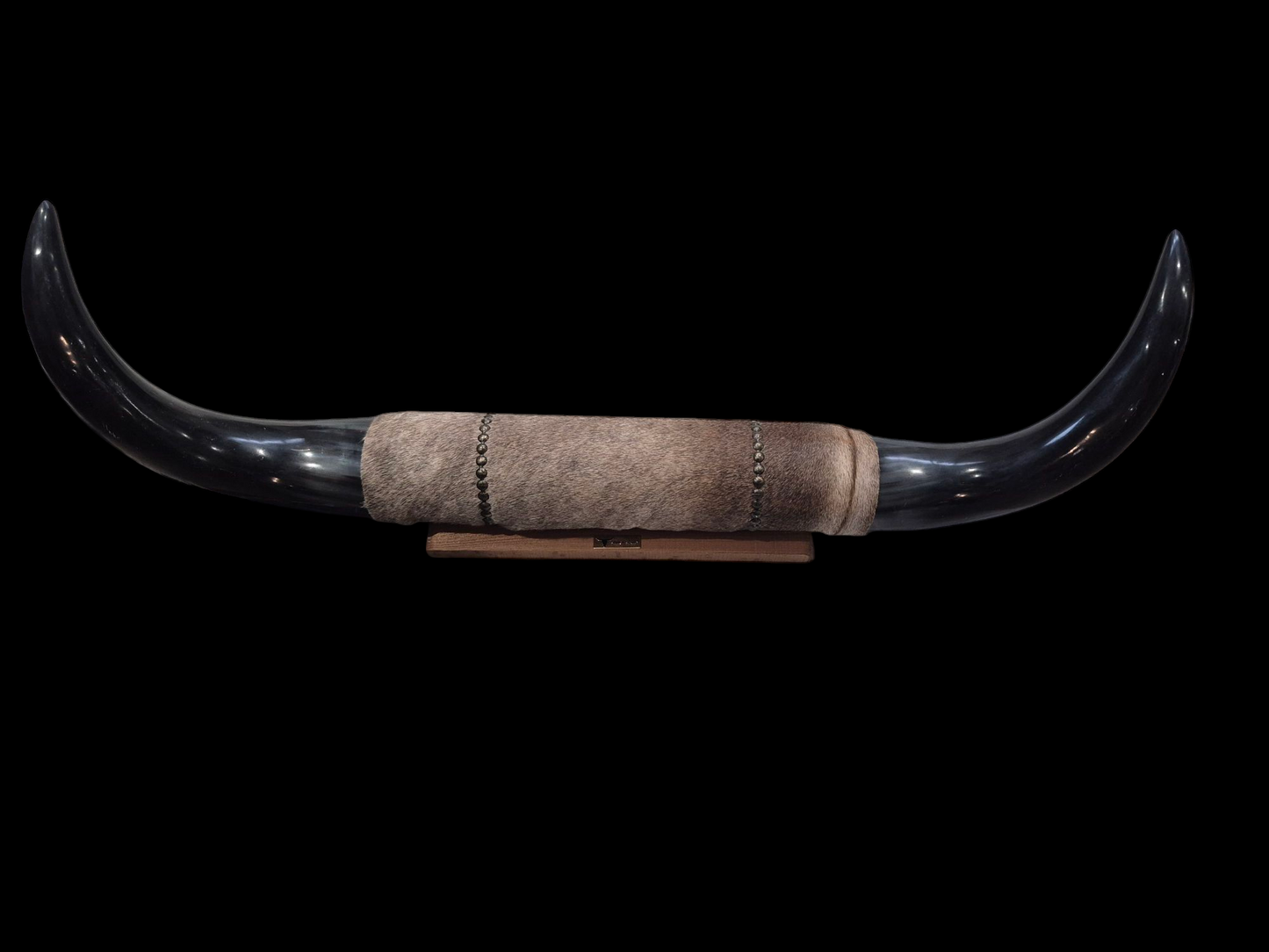 Mounted Horns - Texas Longhorn (3'3") C#50