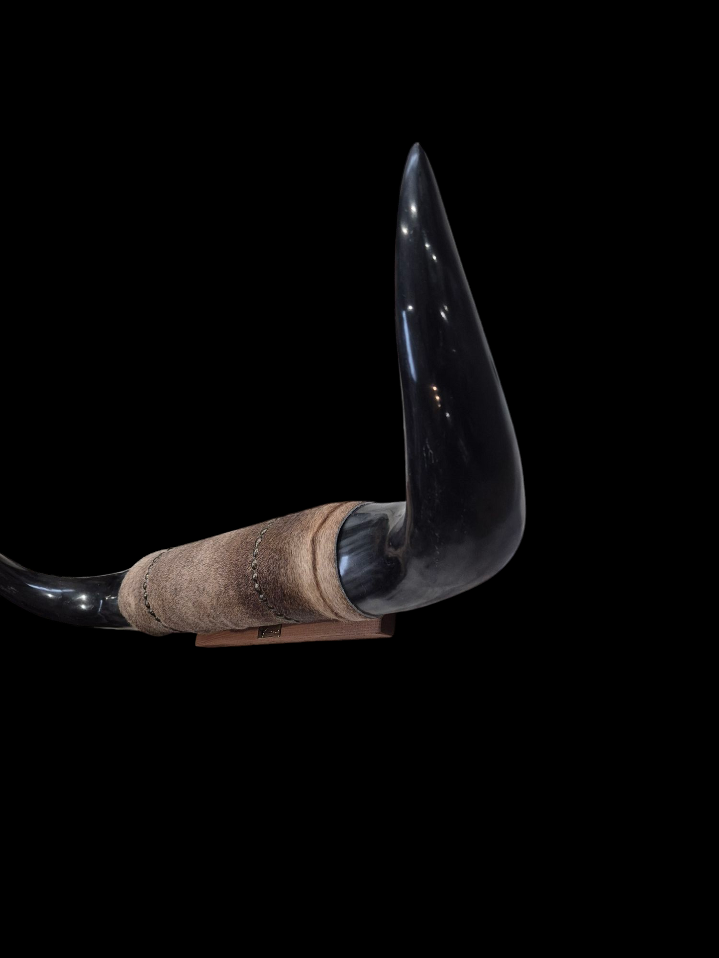 Mounted Horns - Texas Longhorn (3'3") C#50
