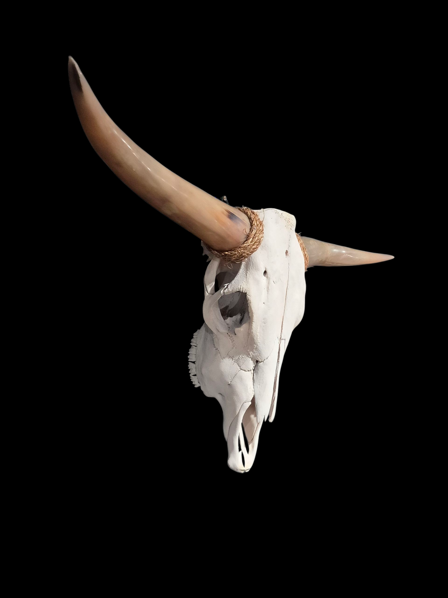 Cow Skull Texas Longhorn (3'4") A#82
