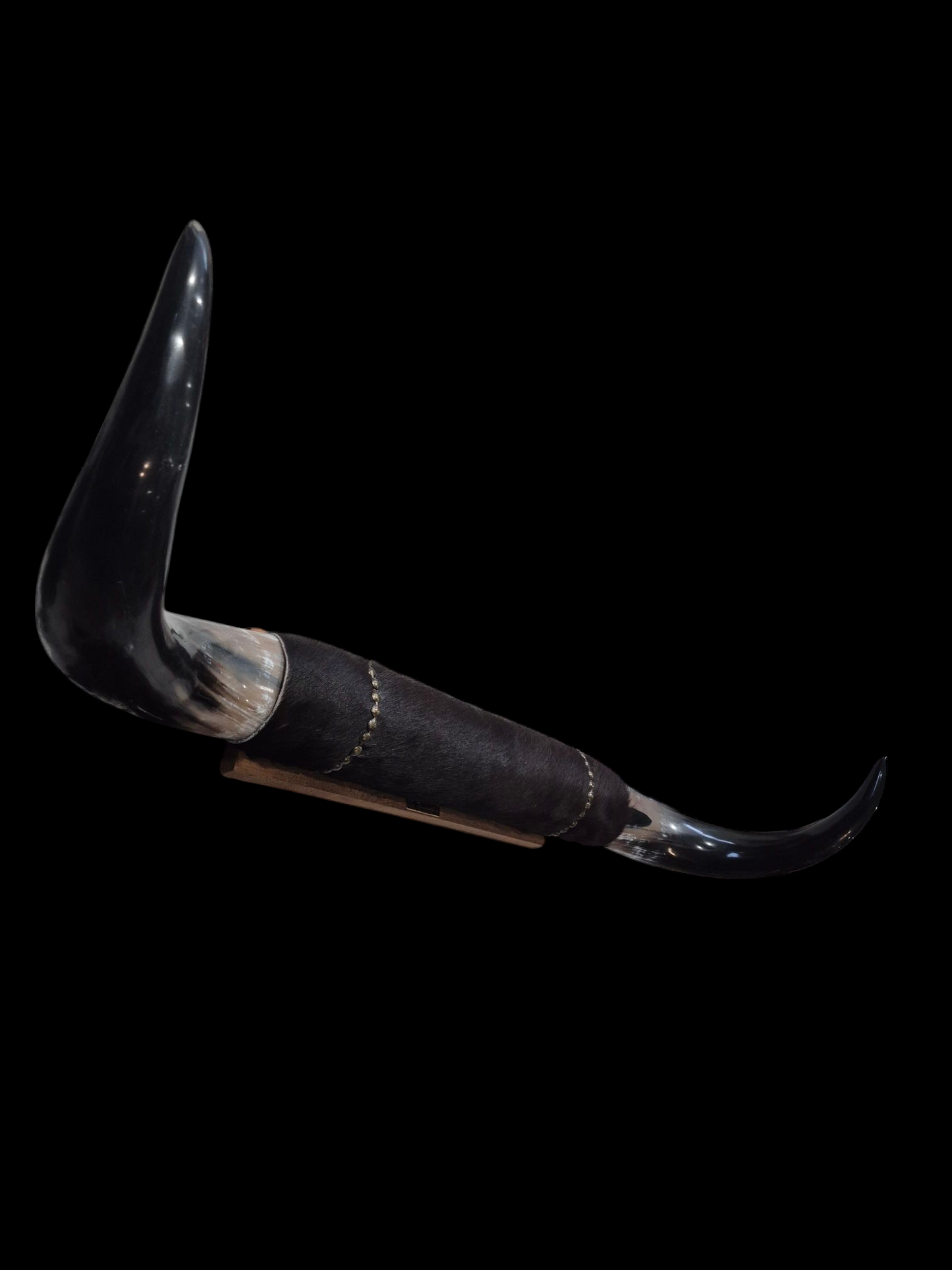 Mounted Horns - Texas Longhorn (3'1") C#53