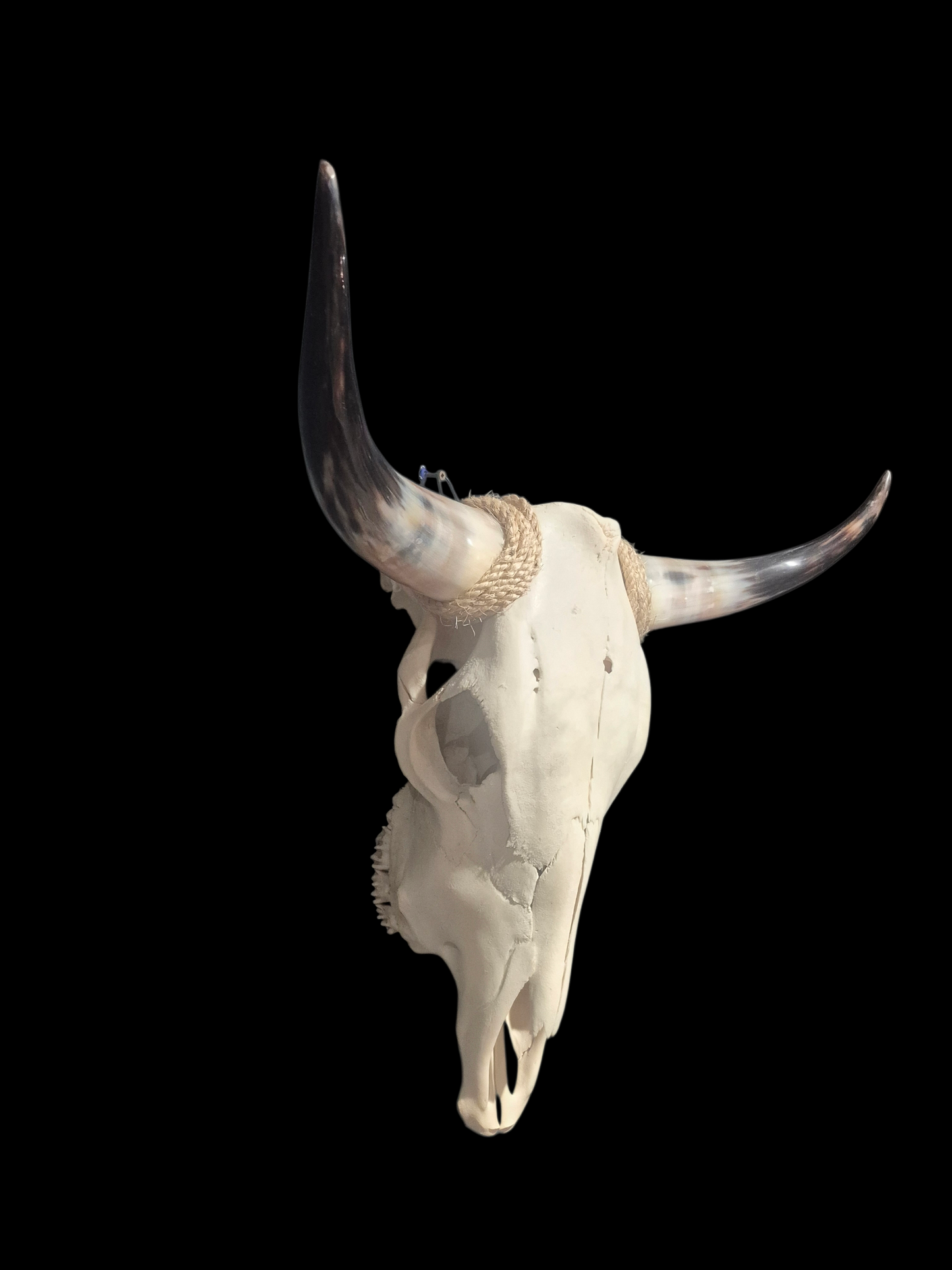 Cow Skull Texas Longhorn (2'4") A#94