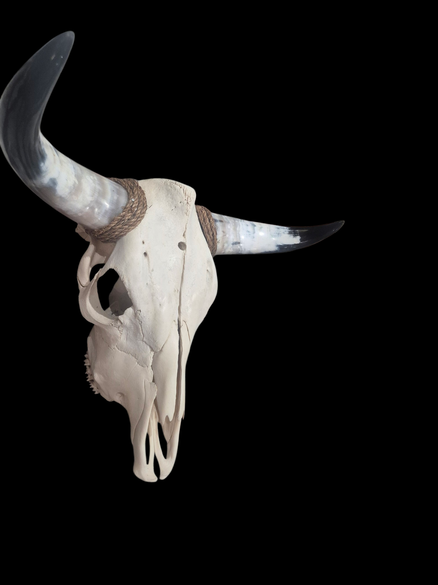 Cow Skull Texas Longhorn (1'10") A#75