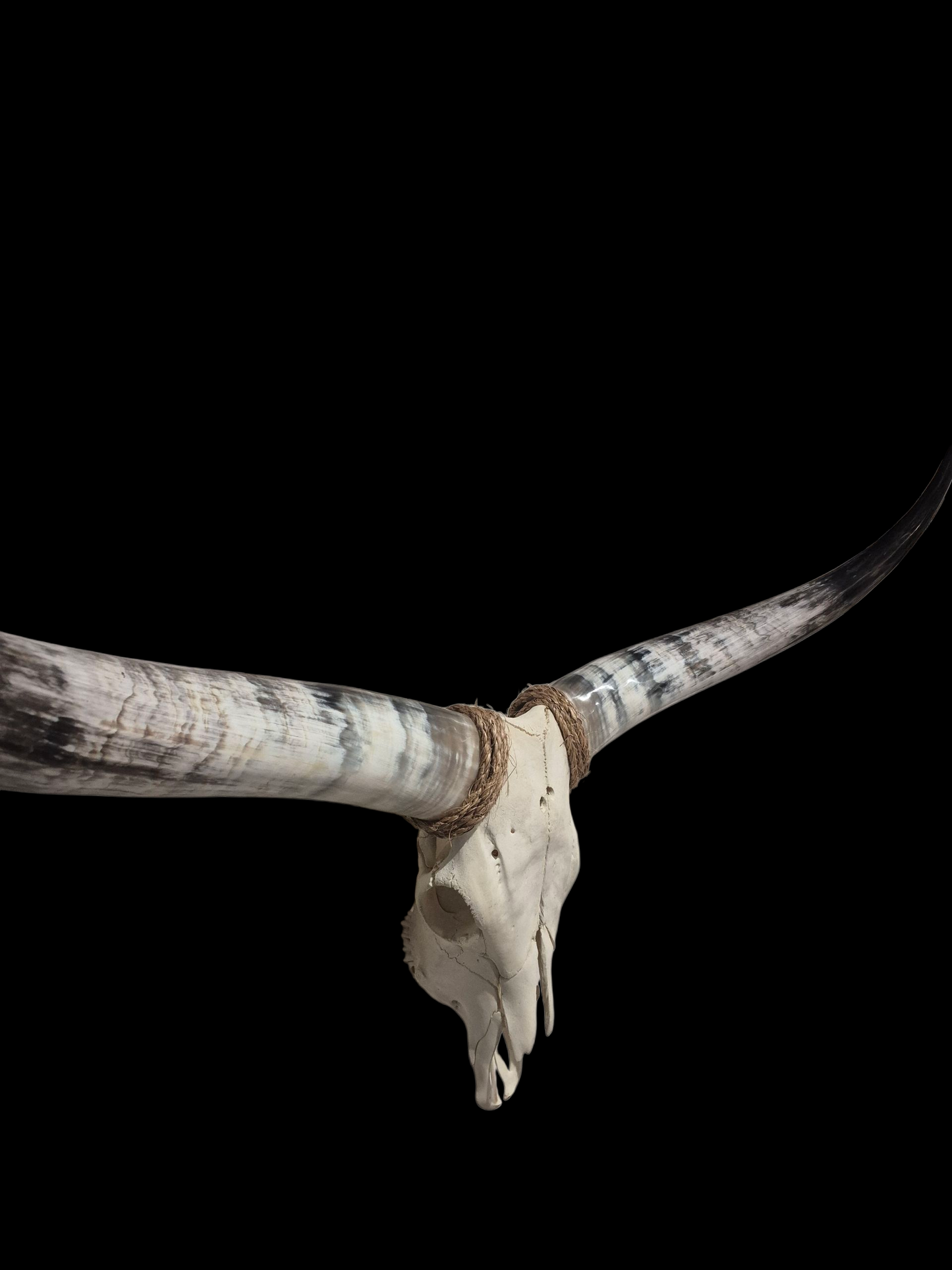 Crâne de boeuf Texas Longhorn (3'5'') A#42