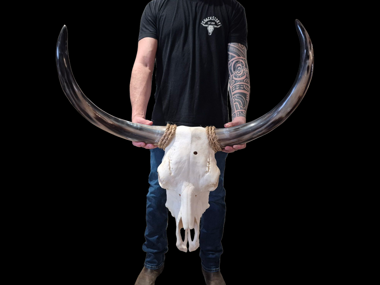 Crâne de vache Texas Longhorn (2'5") A#21