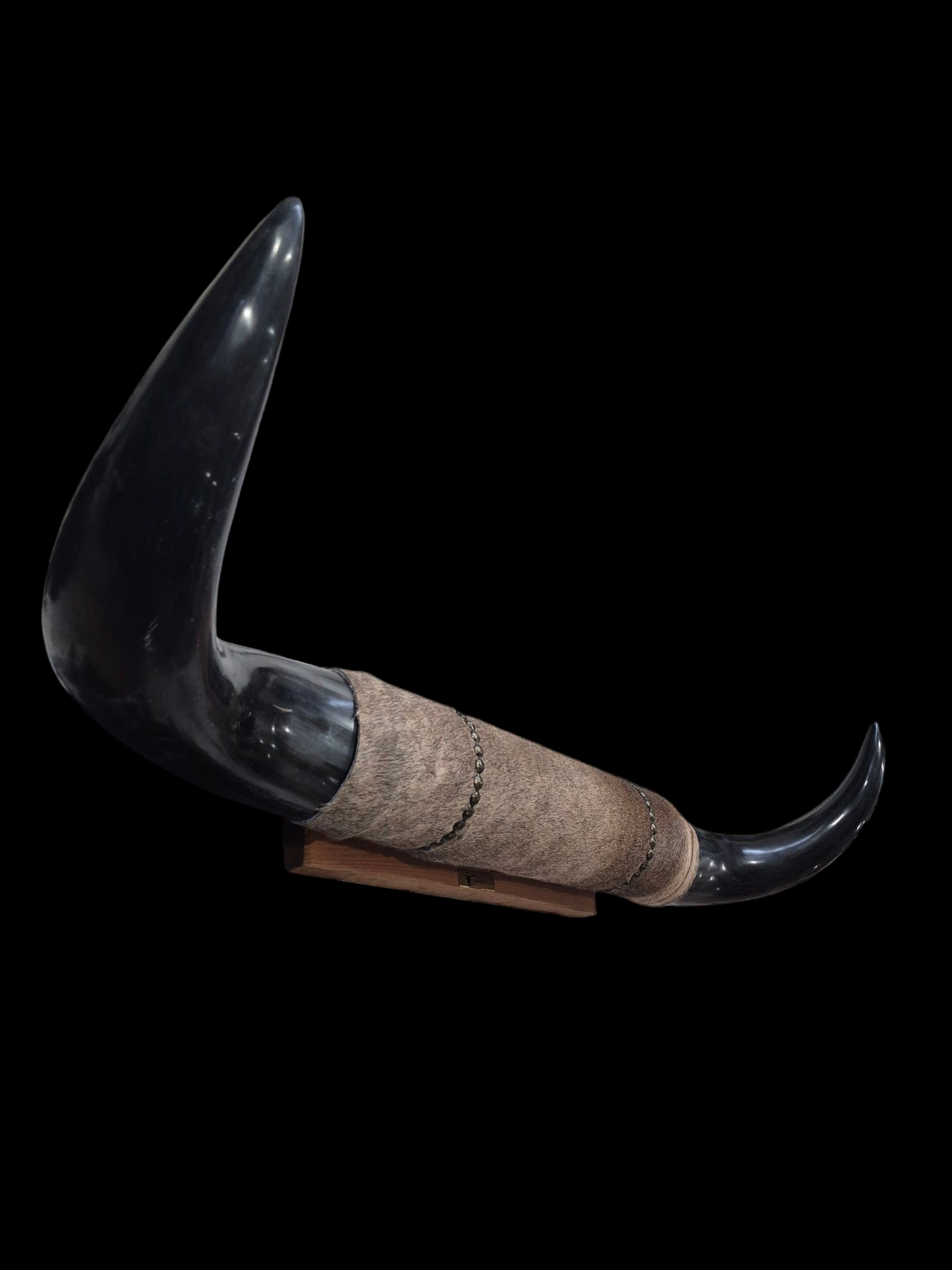 Mounted Horns - Texas Longhorn (3'3") C#50