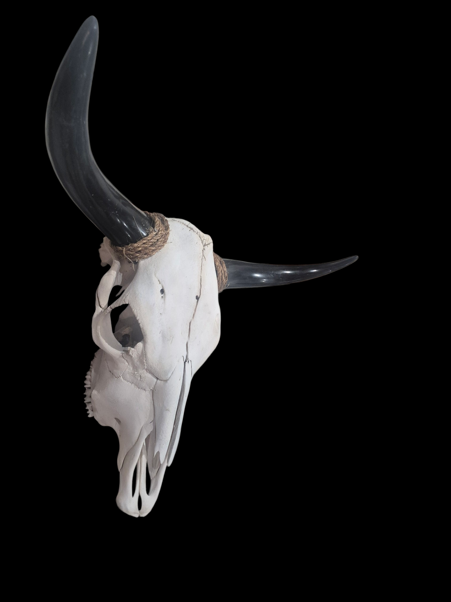 Cow Skull Texas Longhorn (2'1") A#80