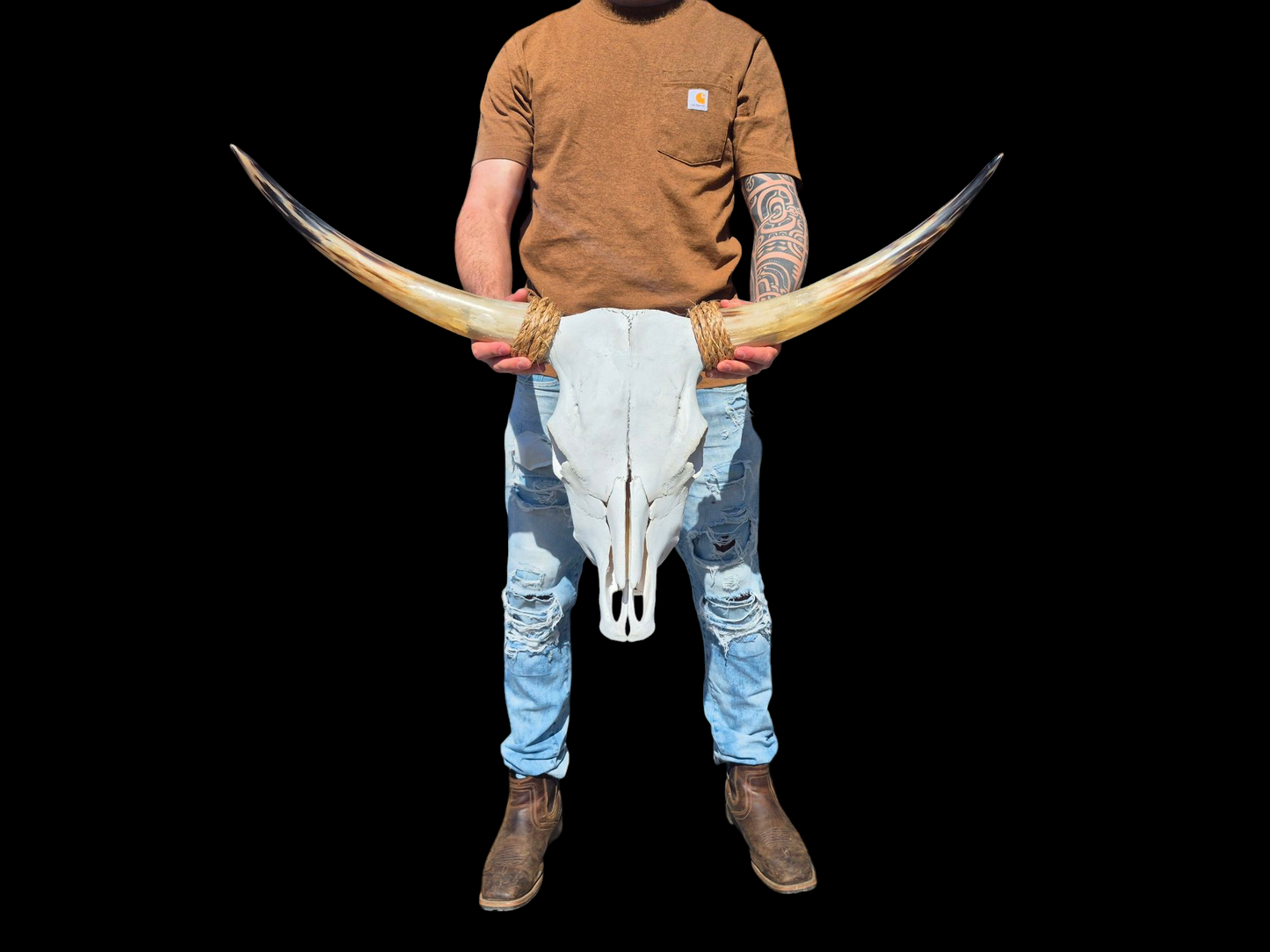 Cow Skull Texas Longhorn (3'2") A#92