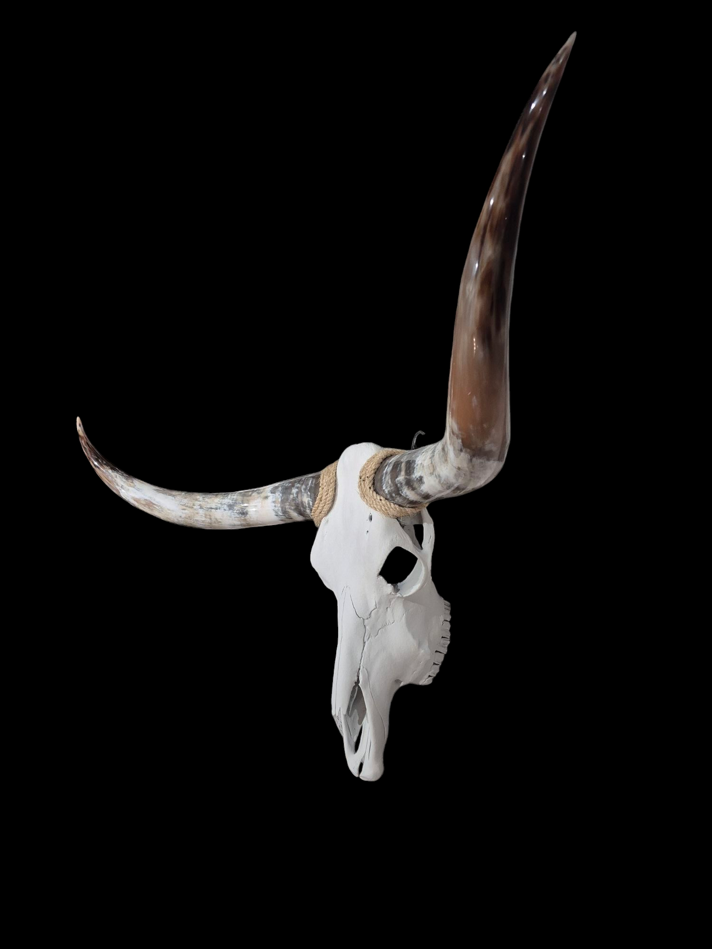 Cow Skull Texas Longhorn (4') A#85