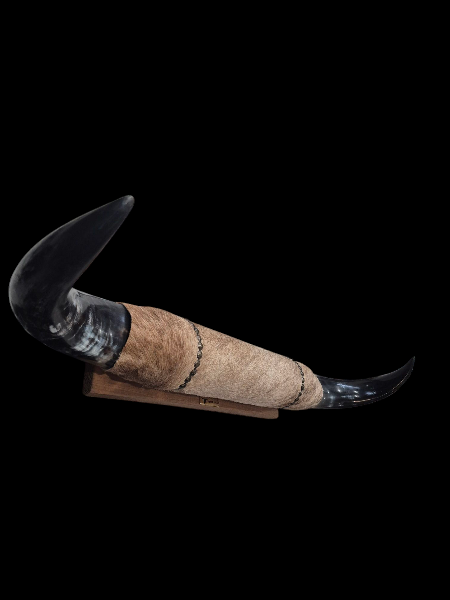 Mounted Horns - Texas Longhorn (2'8") C#52