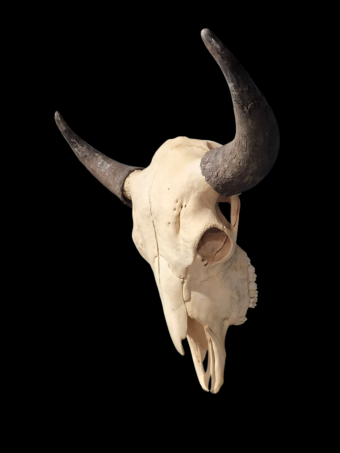 Buffalo Skull (2') B#3