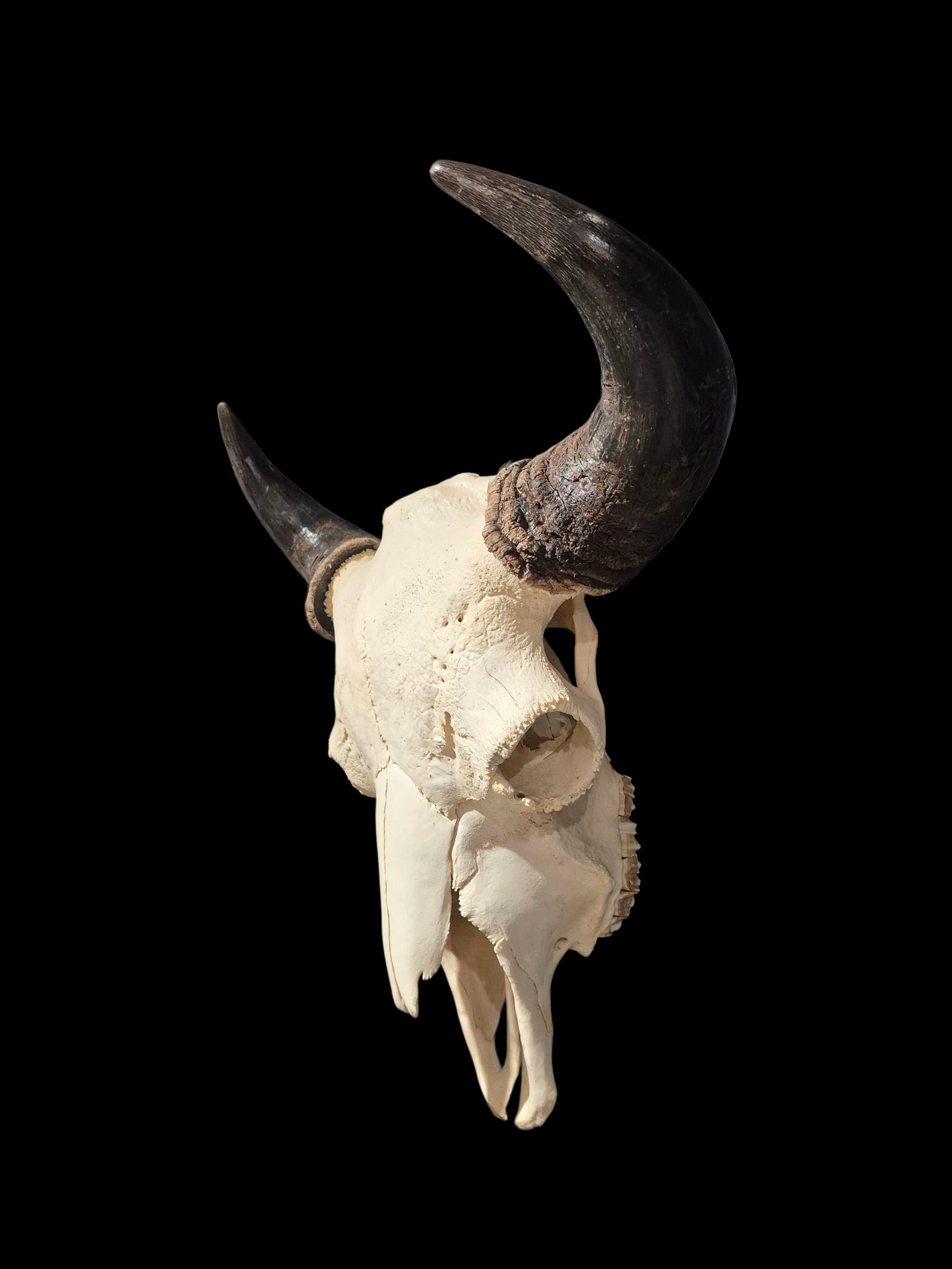 Buffalo Skull (2') B#2