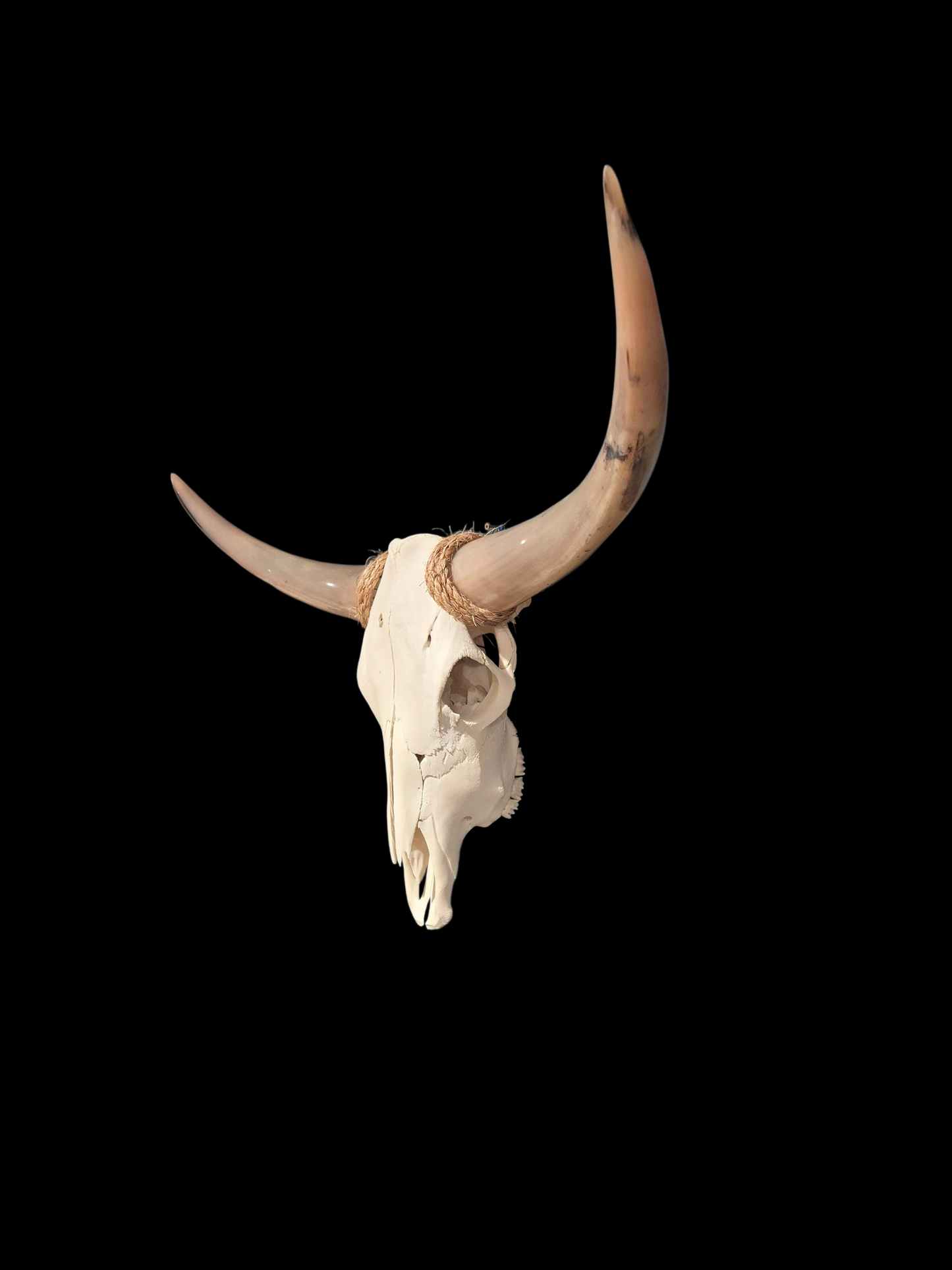 Cow Skull Texas Longhorn (2'3") A#80
