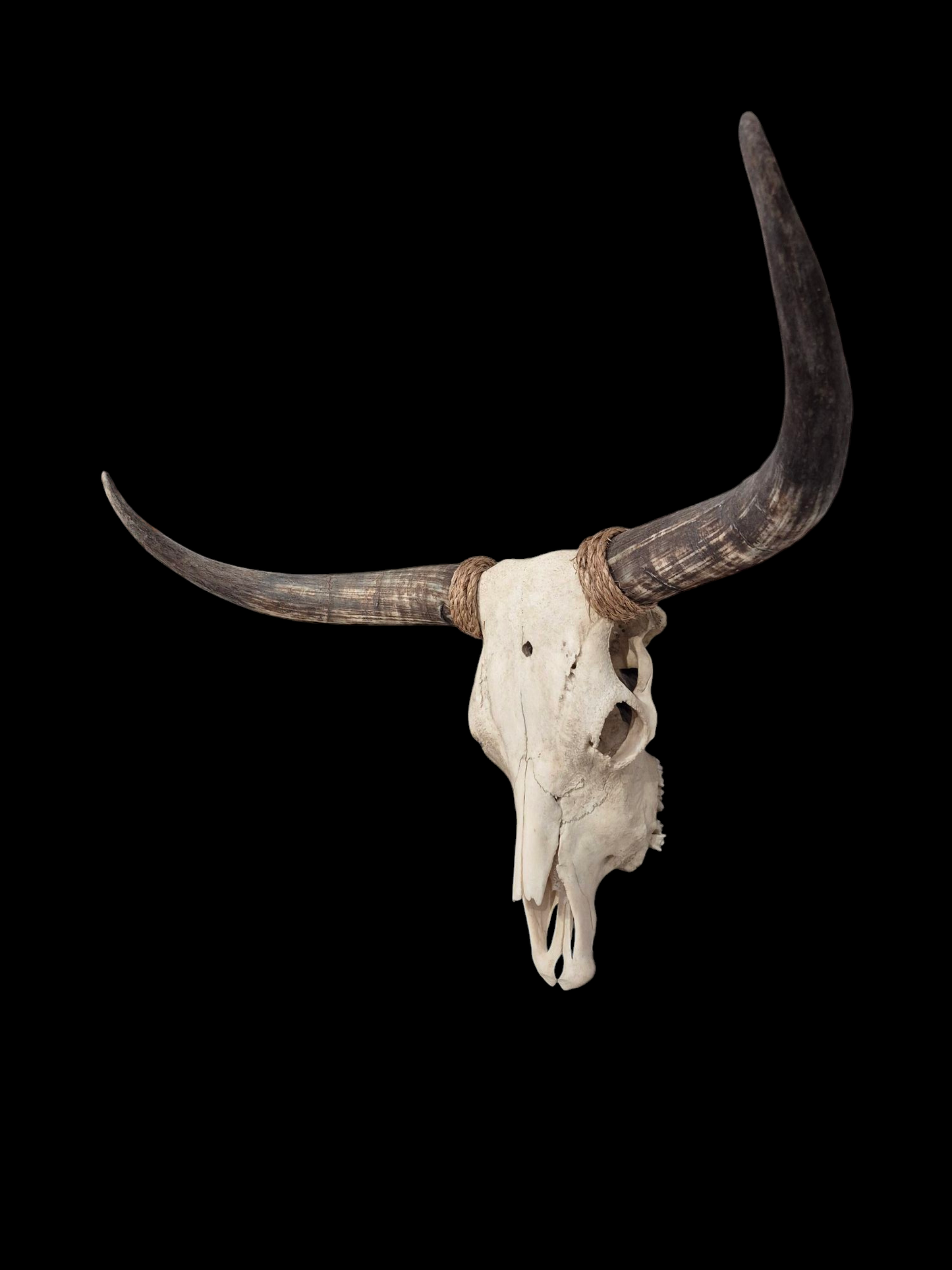 Cow Skull Texas Longhorn (2'11") A#97