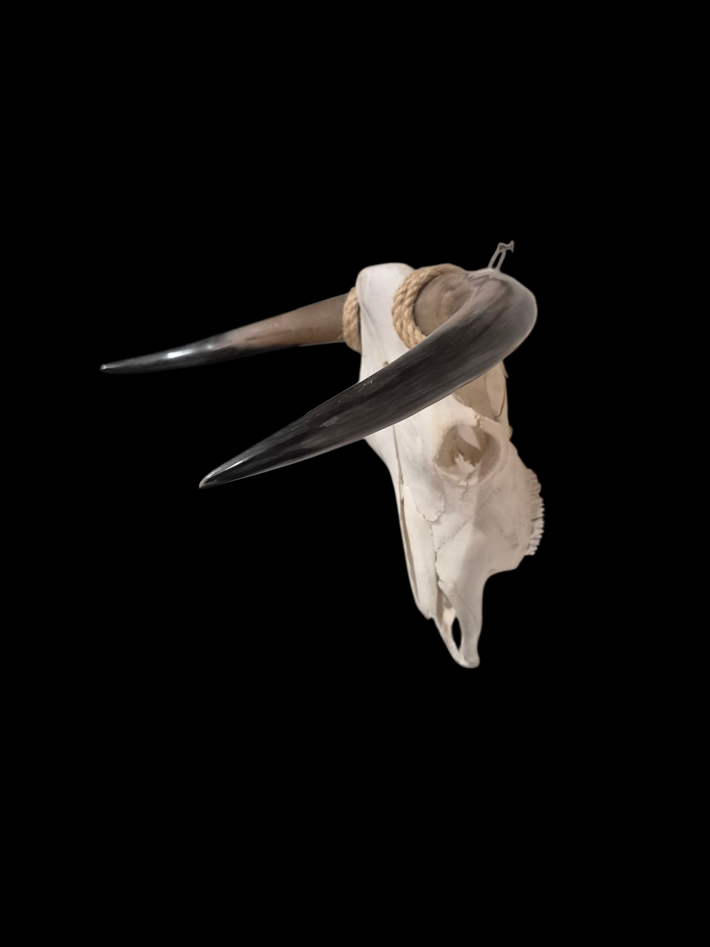 Crâne de vache Texas Longhorn (2'5") A#21