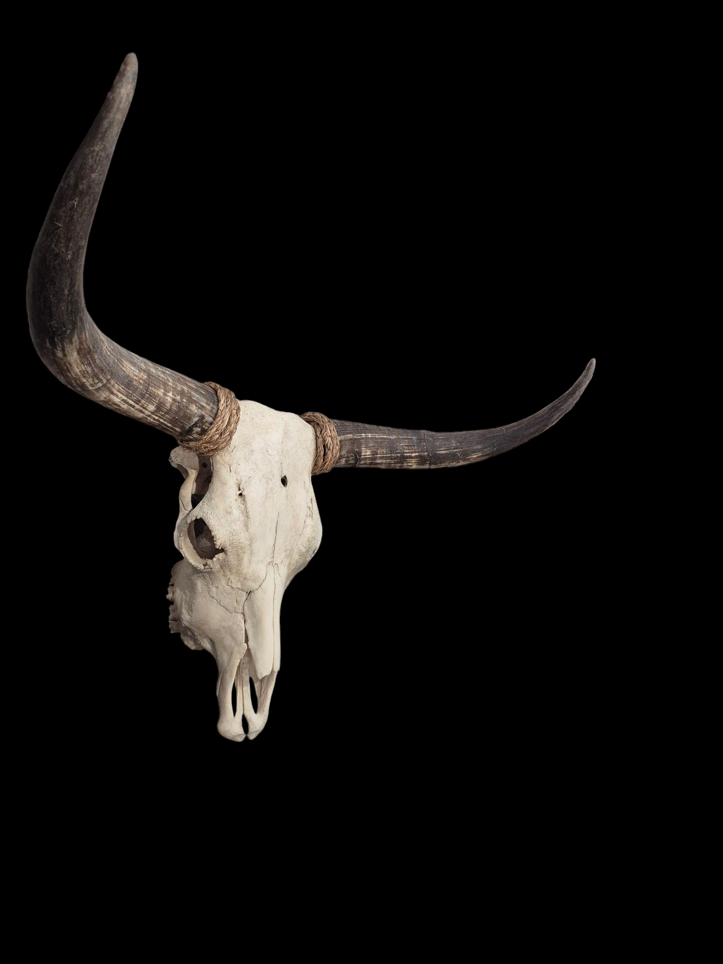 Cow Skull Texas Longhorn (2'11") A#97