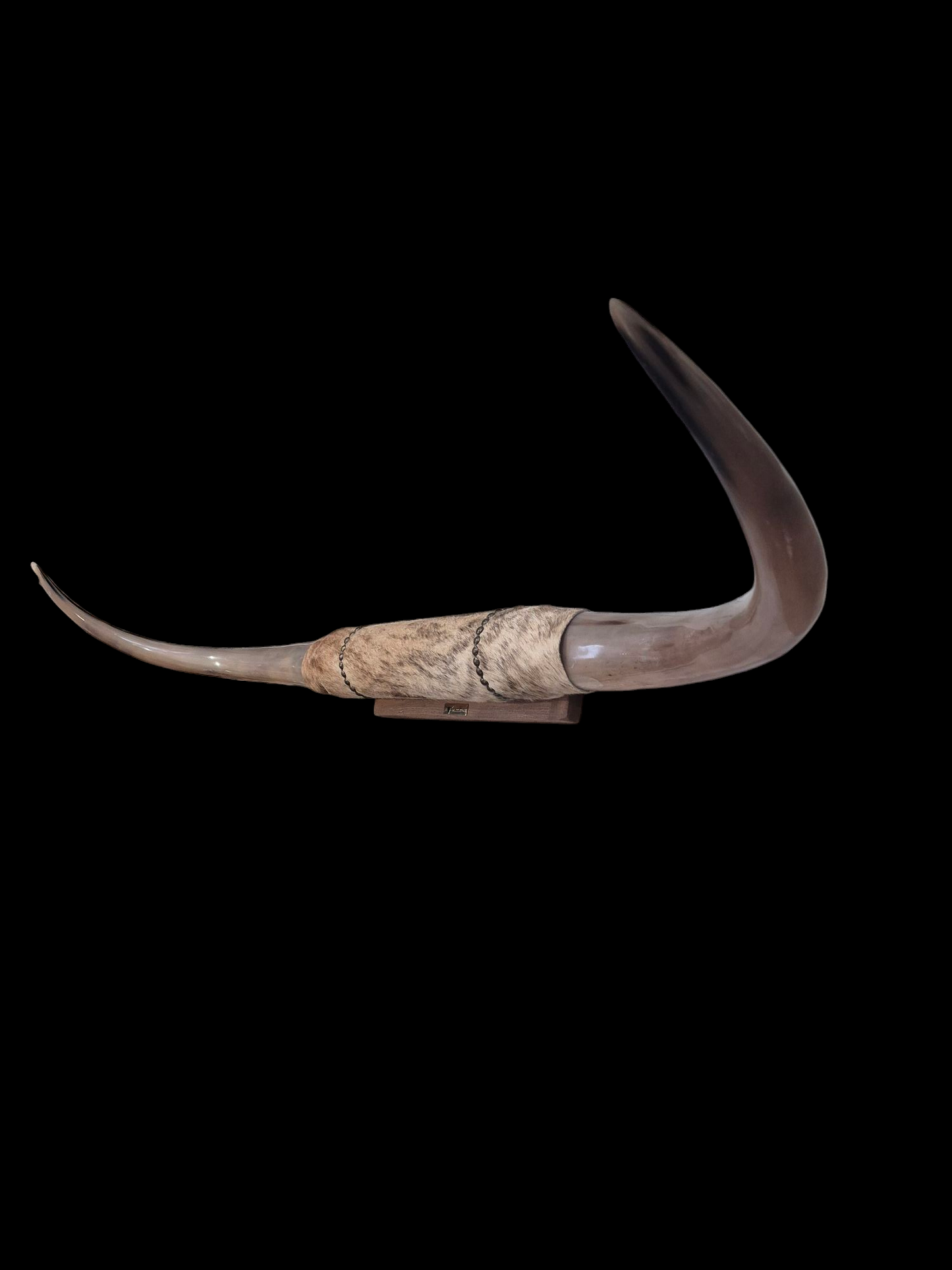 Mounted Horns - Texas Longhorn (4'4") C#51