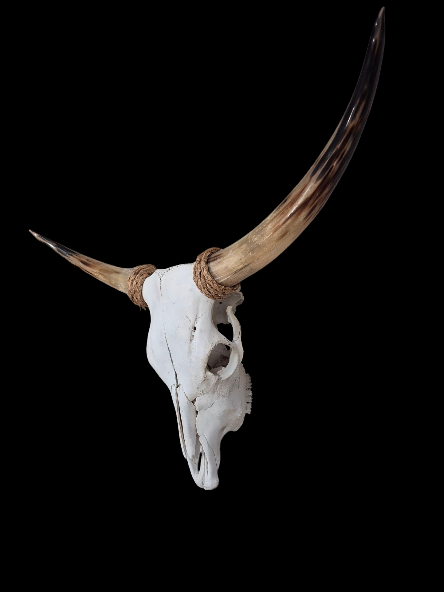 Cow Skull Texas Longhorn (3'2") A#92