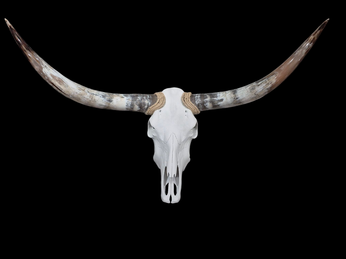 Cow Skull Texas Longhorn (4') A#85