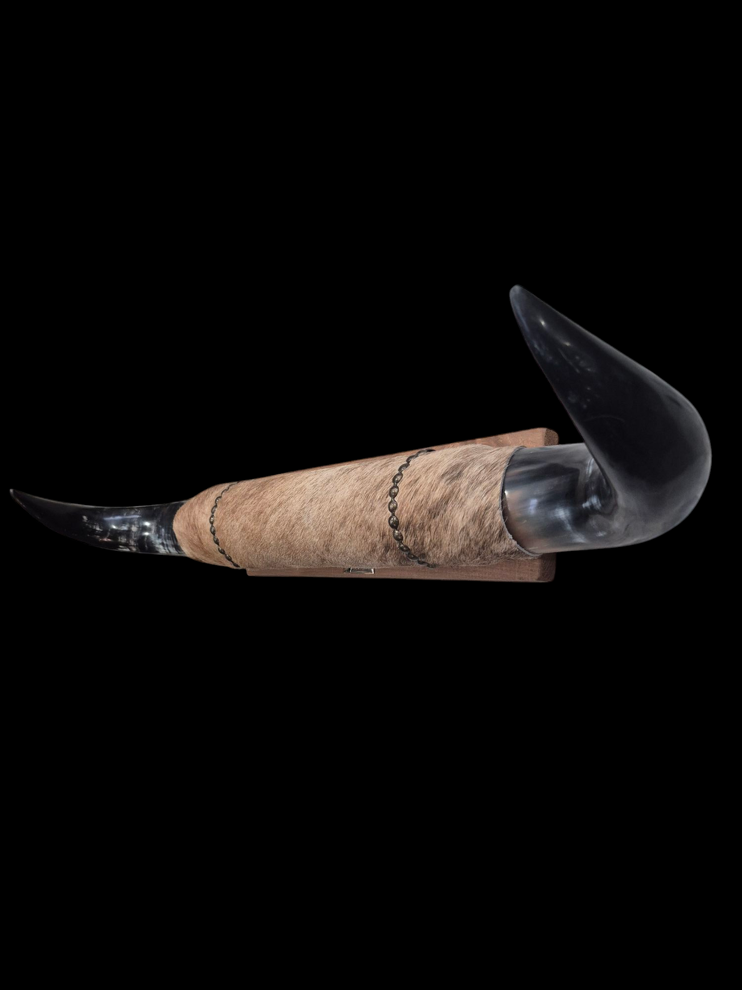 Mounted Horns - Texas Longhorn (2'8") C#52