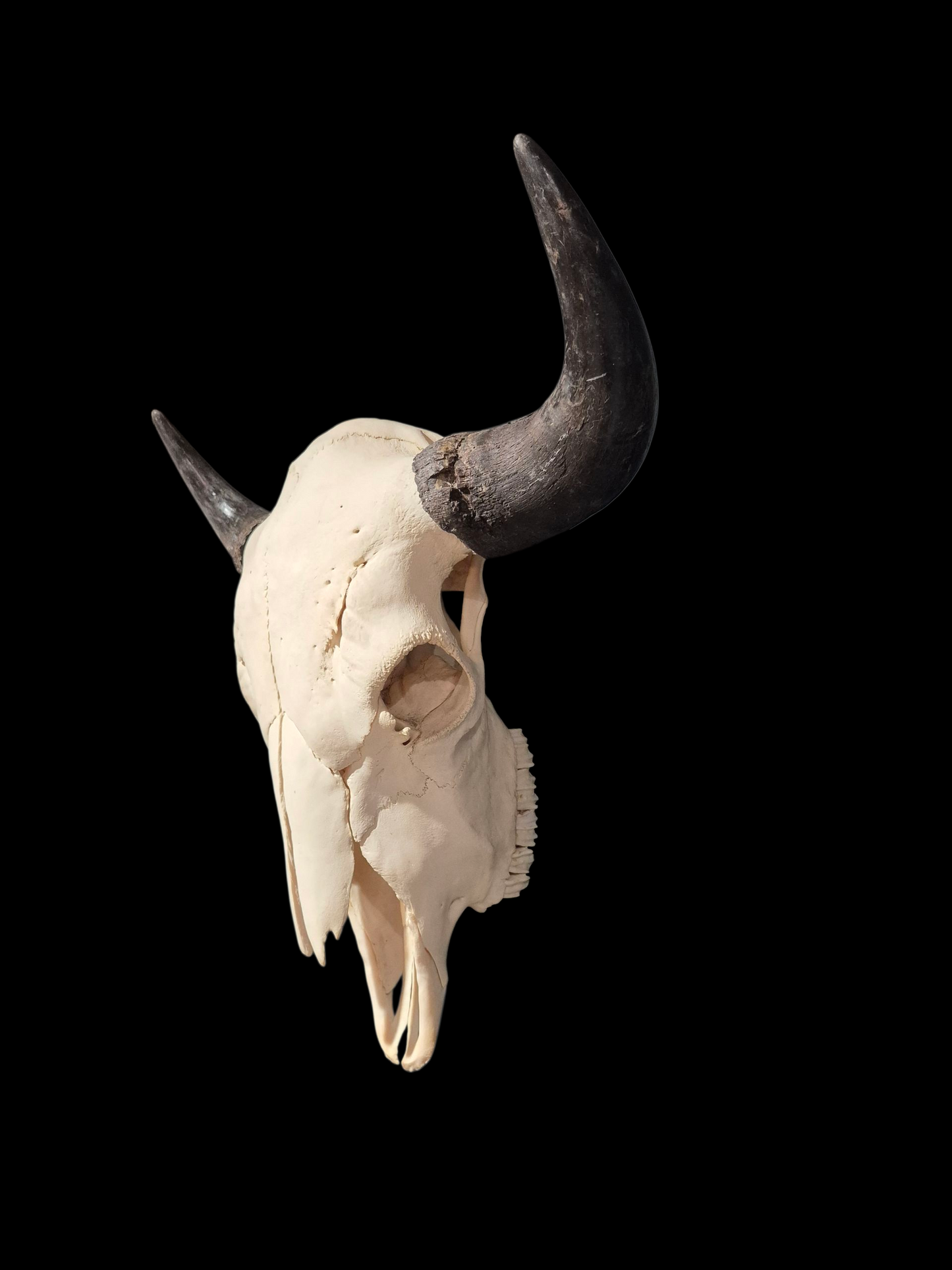 Buffalo Skull (2') B#1