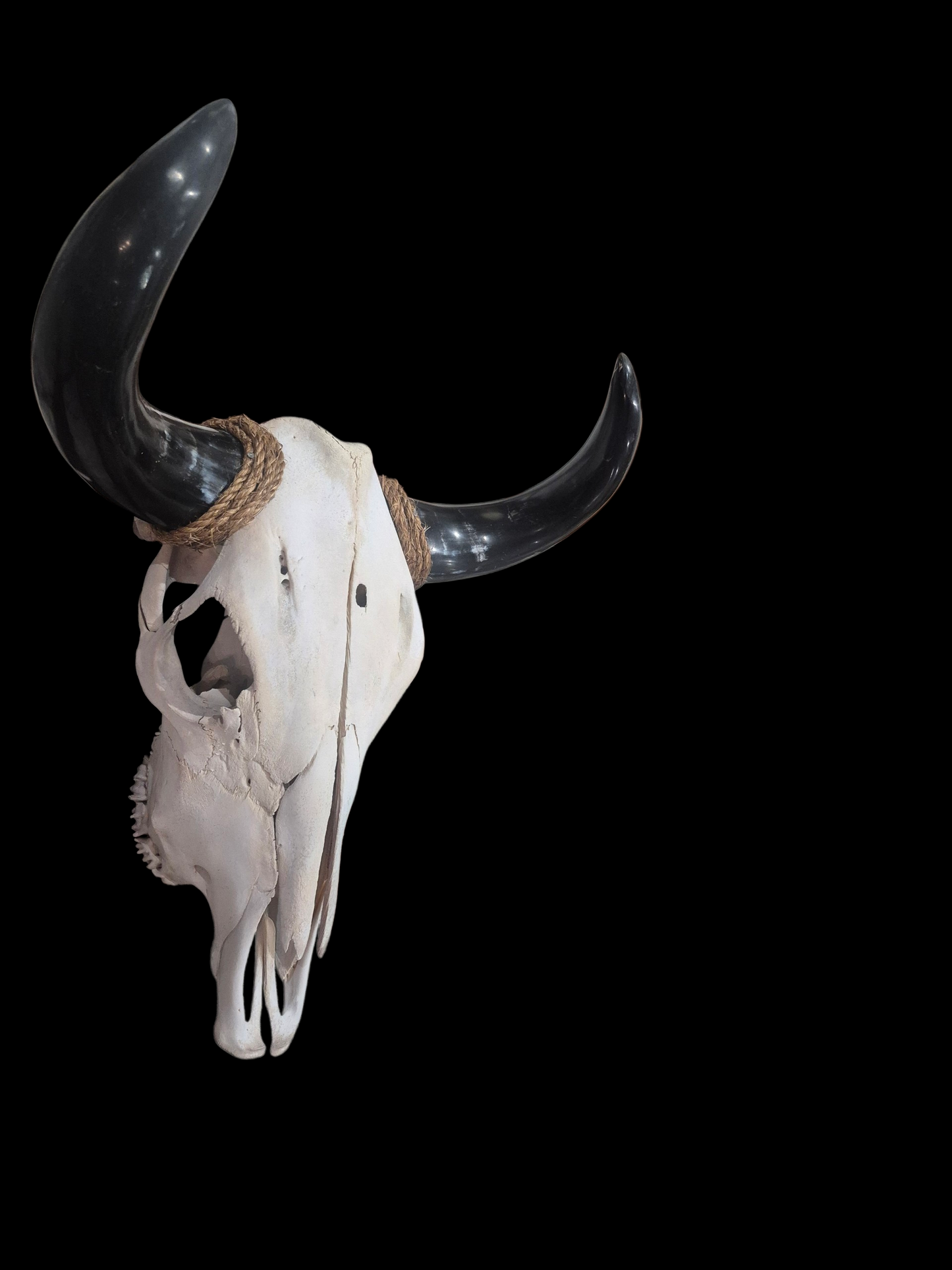 Cow Skull Texas Longhorn (1'6") A#77