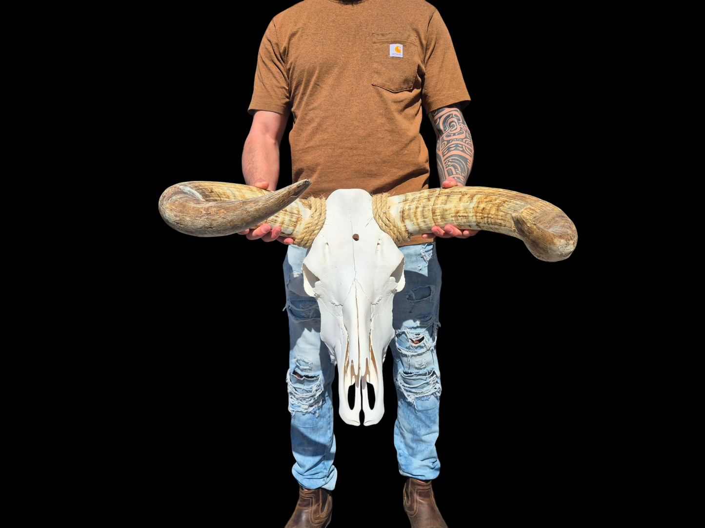Cow Skull Texas Longhorn (2'3") A#96