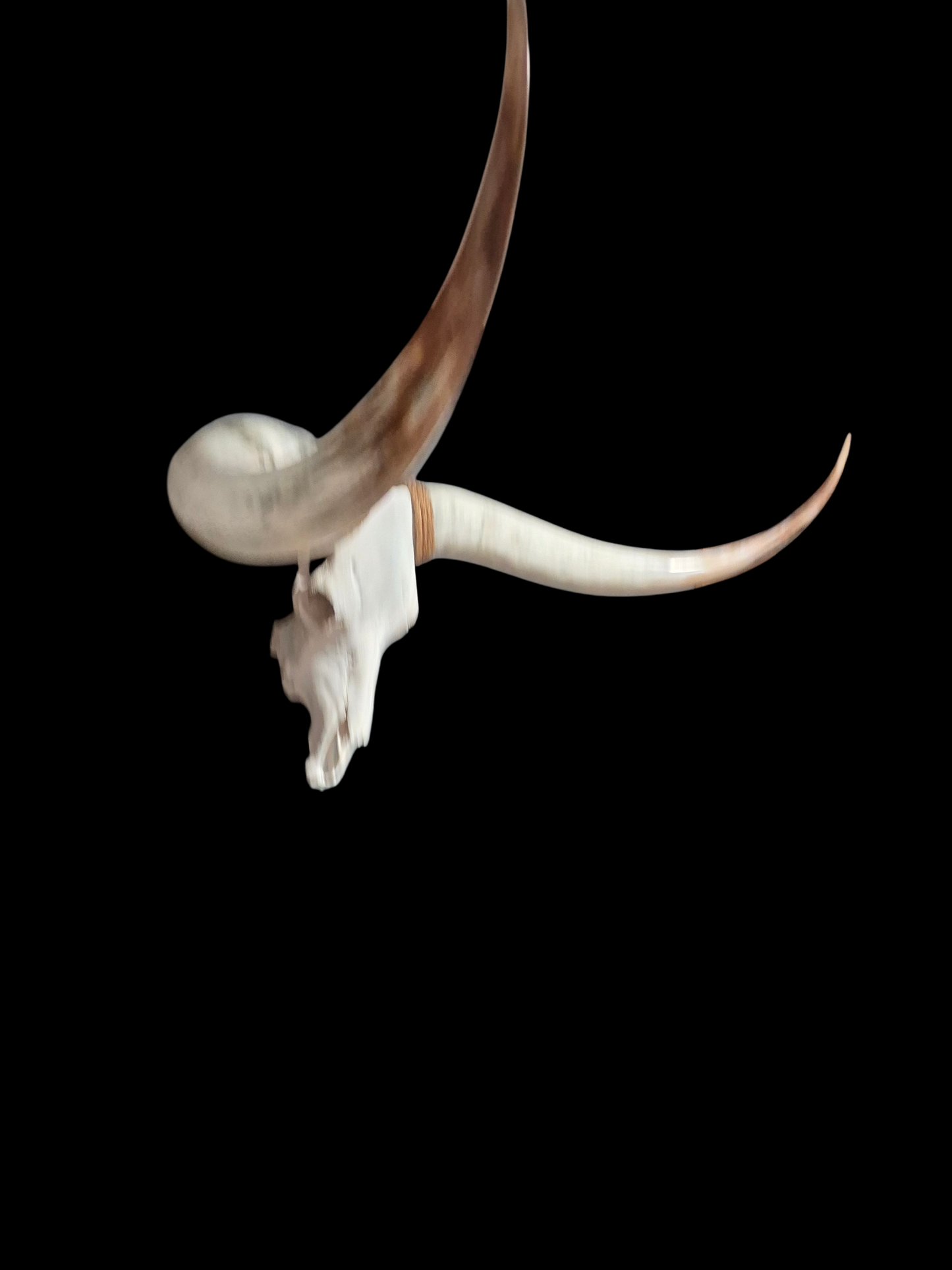 Crâne De Boeuf Texas Longhorn (4'8") A#98