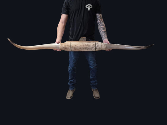 Mounted  Horns - Texas Longhorn (4'4") C#51