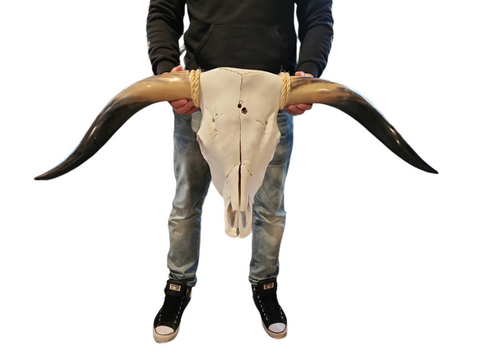 Cow Skull Texas Longhorn (3'7") A#04